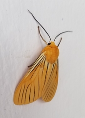 Pseudischnocampa nervosa