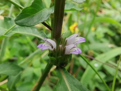 Hygrophila ringens