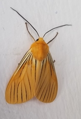 Pseudischnocampa nervosa