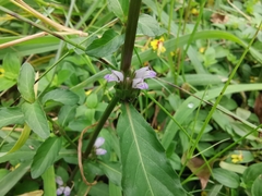 Hygrophila ringens