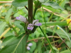 Hygrophila ringens
