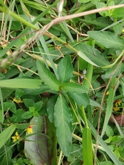 Hygrophila ringens