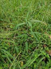Hygrophila ringens