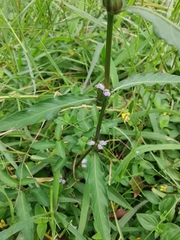 Hygrophila ringens