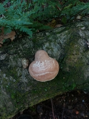 Fomitopsis betulina