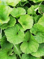 Centella asiatica