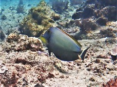 Acanthurus grammoptilus