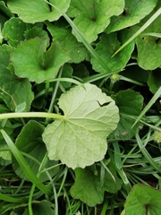 Centella asiatica