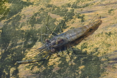 Macrobrachium amazonicum