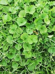 Centella asiatica