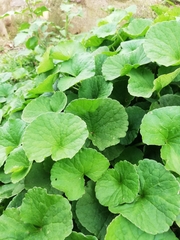 Centella asiatica