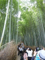 Phyllostachys edulis