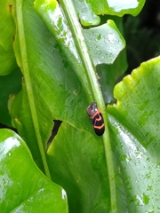 Okiscarta