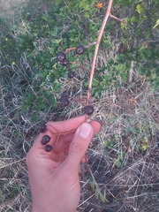 Crataegus pentagyna