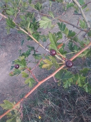 Crataegus pentagyna
