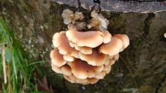 Basidiomycota