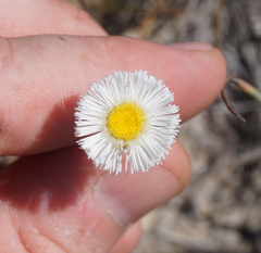 Erigeron procumbens