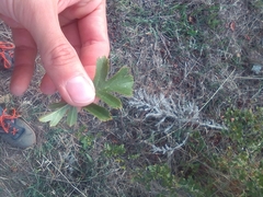 Crataegus pentagyna