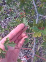 Crataegus pentagyna