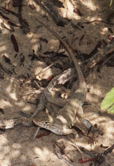 Holbrookia propinqua