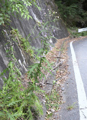 Cirsium microspicatum microspicatum