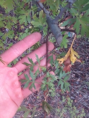 Crataegus microphylla