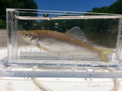 Cyprinella spiloptera