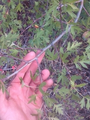 Crataegus microphylla