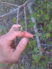 Crataegus microphylla