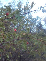 Crataegus microphylla