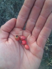 Crataegus microphylla