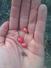 Crataegus microphylla