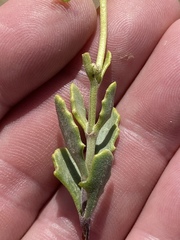 Osteospermum sinuatum