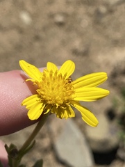 Osteospermum sinuatum