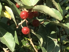 Elaeagnaceae
