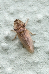 Eupelix cuspidata