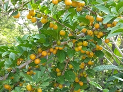 Canthium coromandelicum