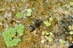 Protonectarina sylveirae