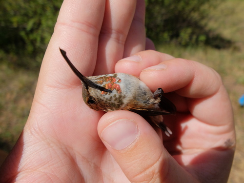iNaturalist observation photo of Rufous Hummingbird
