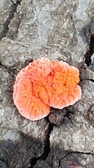Trametes sanguinea