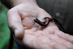 Plethodon yonahlossee