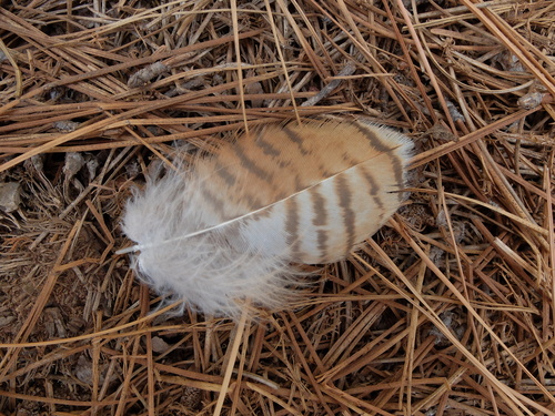iNaturalist observation photo of Red-tailed Hawk