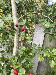 Crataegus