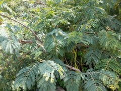 Albizia amara