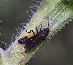 Dasymutilla nigripes