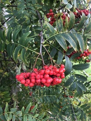 Sorbus aucuparia