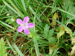 Geranium palustre