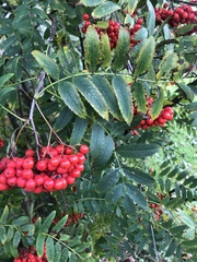 Sorbus aucuparia