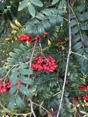 Sorbus aucuparia