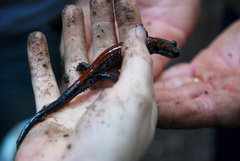 Plethodon yonahlossee